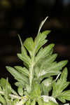 Common wormwood 